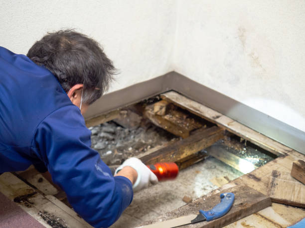 Mold Removal Process in Mountain View, MO