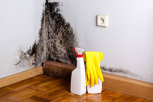 Attic Mold Removal in Mountain View, MO
